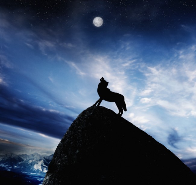 Howling Wolf on Mountain Peak