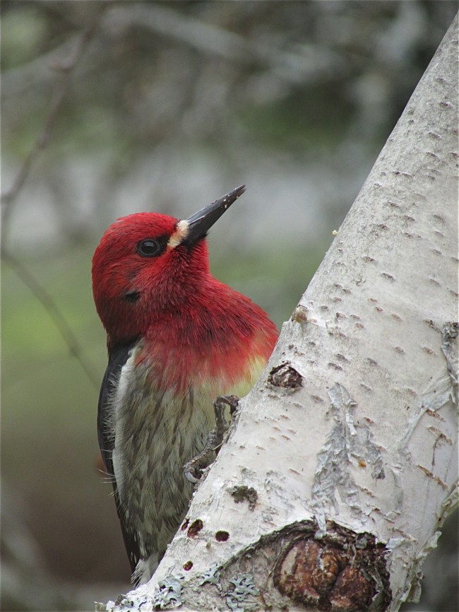 Red-breasted Sapsucker