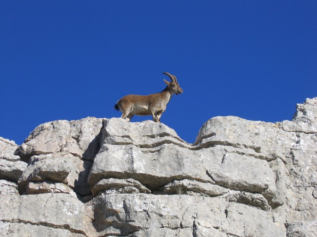Spanish ibex, Torcal de Antequera