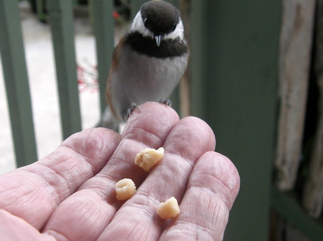 Chickadee