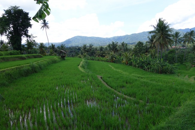 Paddy Fields of Mayong
