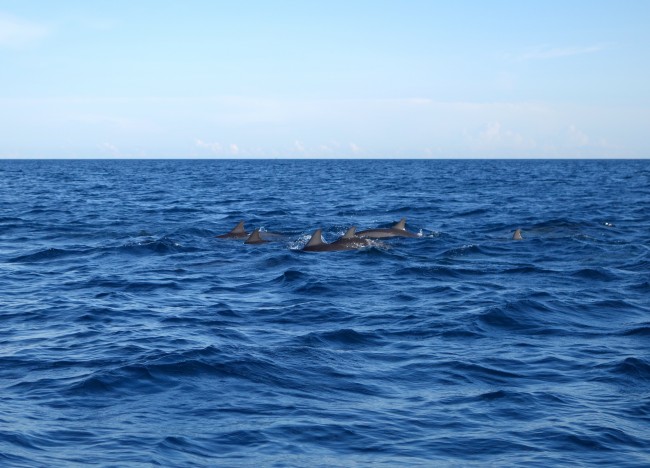 Dolphins Under Siege