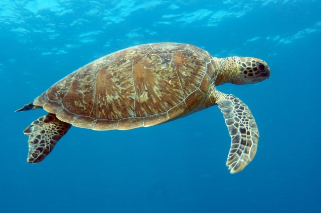 Heron Island QLD - green turtle 