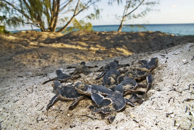 Green turtle hatchlings on beach