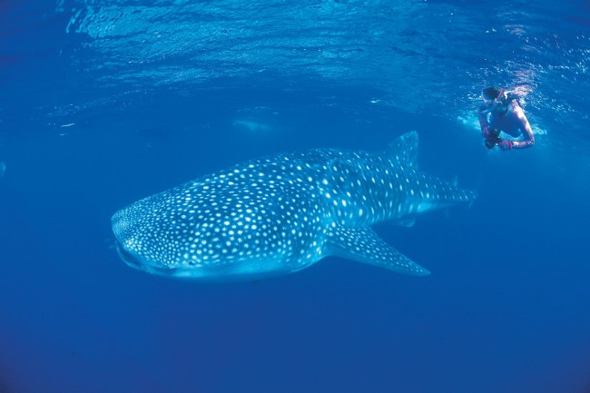 Ningaloo Marine Park - diver with a whale shark