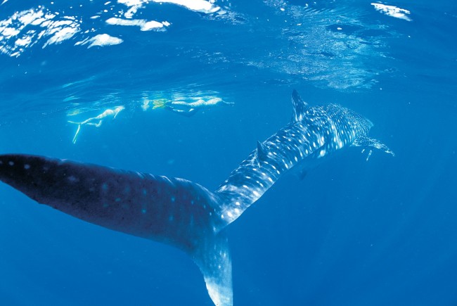 Ningaloo Marine Park - divers with a whale shark