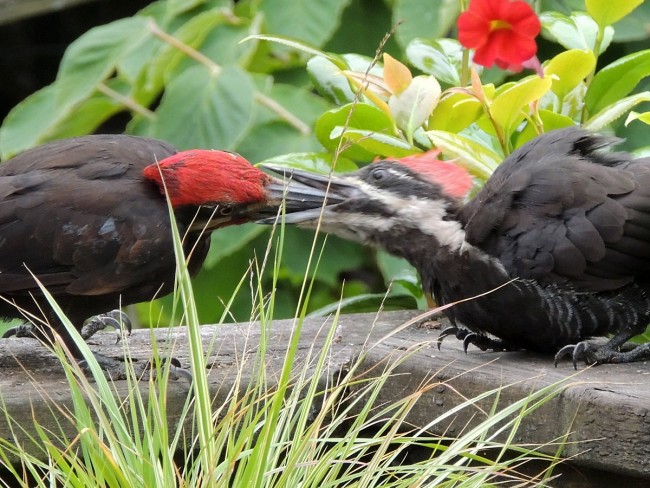Pileated Woodpecker Mom & Baby
