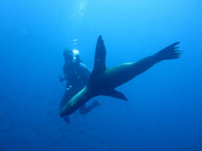 A Sea Lion started playing with us around 8 metres (40 feet) below the surface at Daphne Minor.