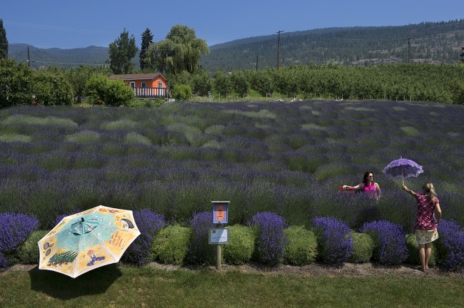 Lavender Field, Okanagan Valley