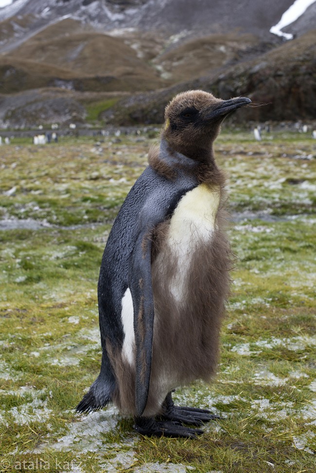 Penguin #2 - Antartica - © Atalia Katz
