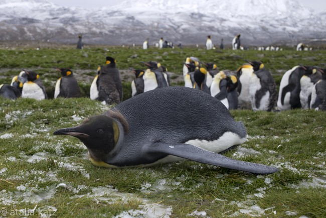 Penguin #3 – Antartica – © Atalia Katz