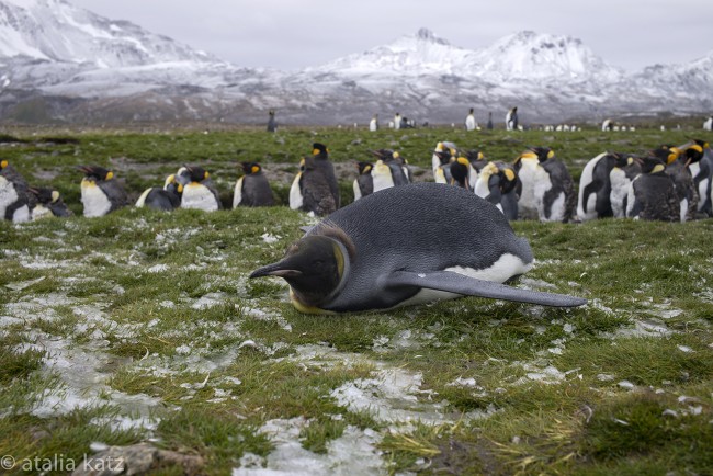 Penguin - Antartica - © Atalia Katz