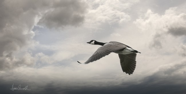 Canada Goose
