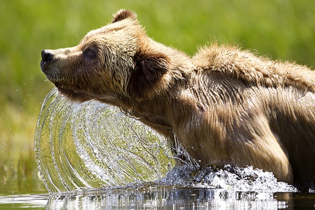 Grizzly Bear
