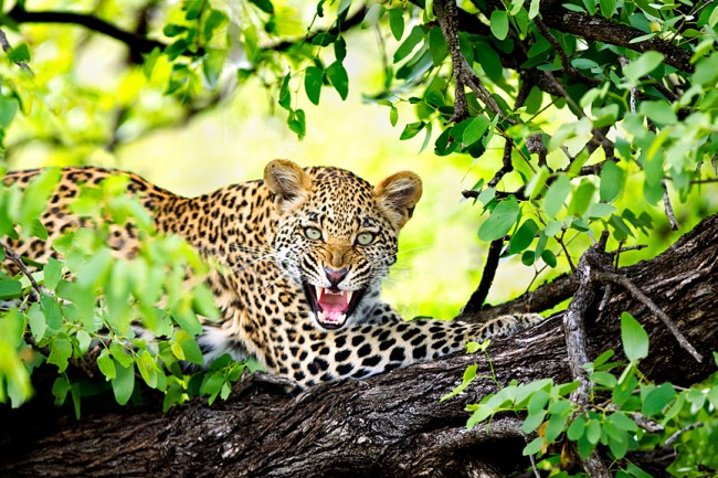 Leopard © Richard Wear