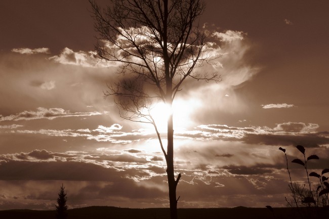 Treeclipse