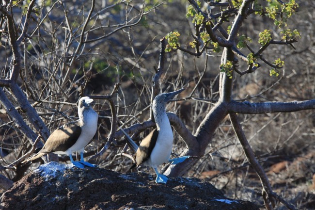 Blue Footed Boobies – the male on right is trying to entice the female during a courtship dance.