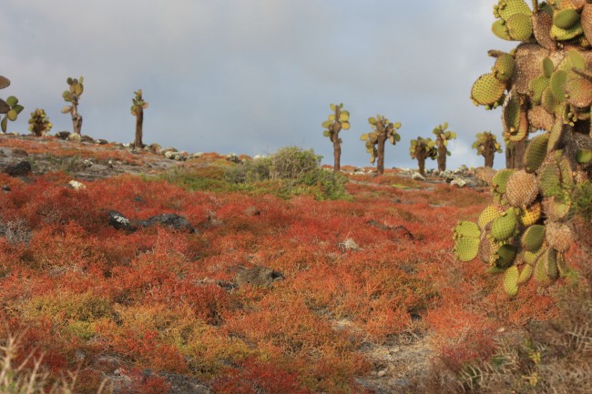 Regeneration of native flora on Isla Plazas.