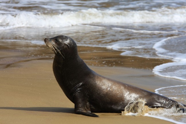 Sea Lion at Punta Pitt on San Cristobal Island.