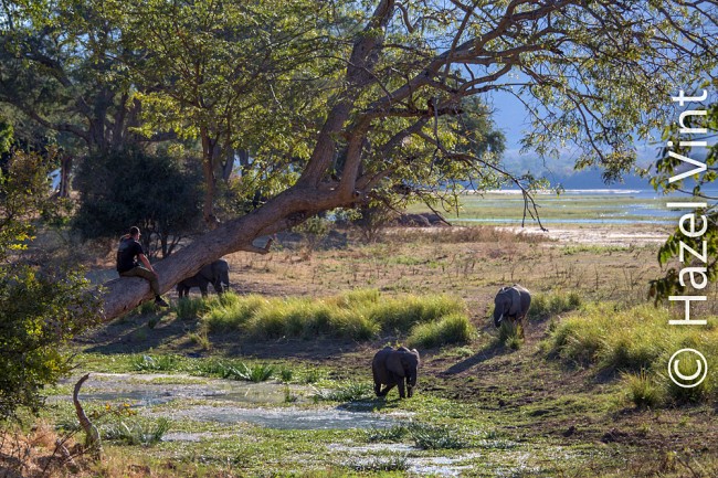 mana.pools_.zambezi.river_.elephants.unguided.walking.safari.zimbabwe.africa.hazel_.vint_.photography-1