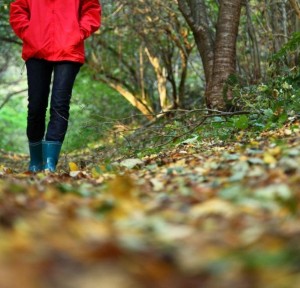 A walk in the woods