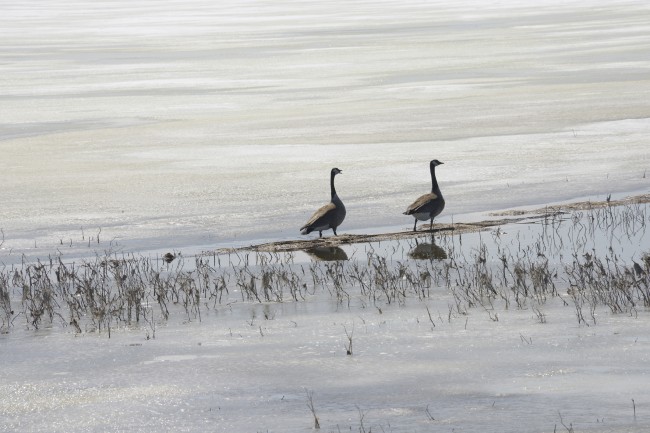 Geese Walking