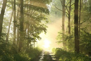 Country Road
