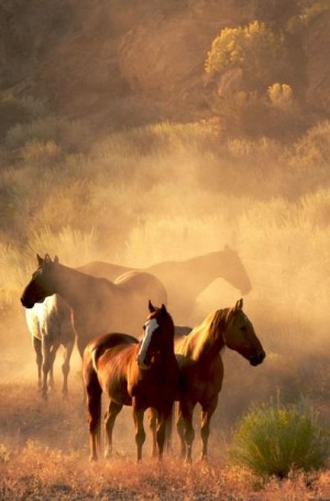 Horses