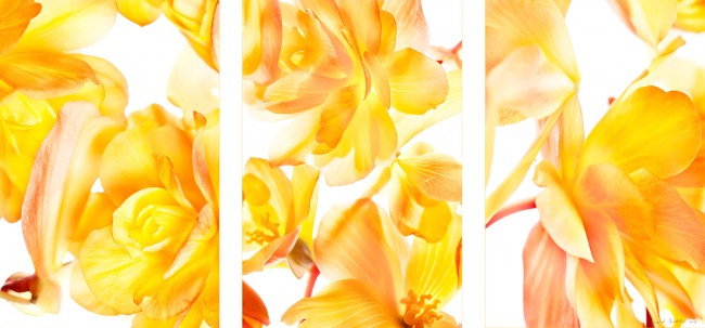 David Roddis, "Aubade" (2014). Triptych: three archival pigment prints face-mounted to acrylic; each panel 30 x 20"; overall dimensions 30 x 63". Edition of 3. Roddis-Aubade-2014-1