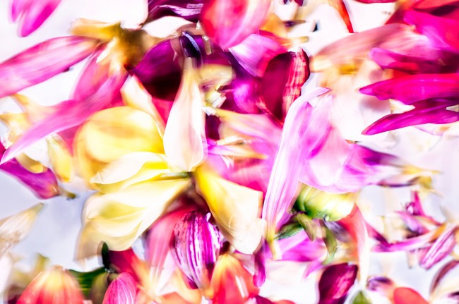 Roddis-PetalStudy-CoolSpectrum-2014