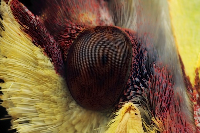Detail head of male Brimstone butterfly, looking to the left side: Magnification 6, f/14, ISO 100 and 1/250 sec. © Huub de Waard #2