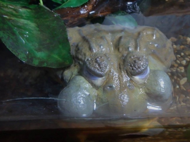 African Bullfrog-Westman Reptile Garden