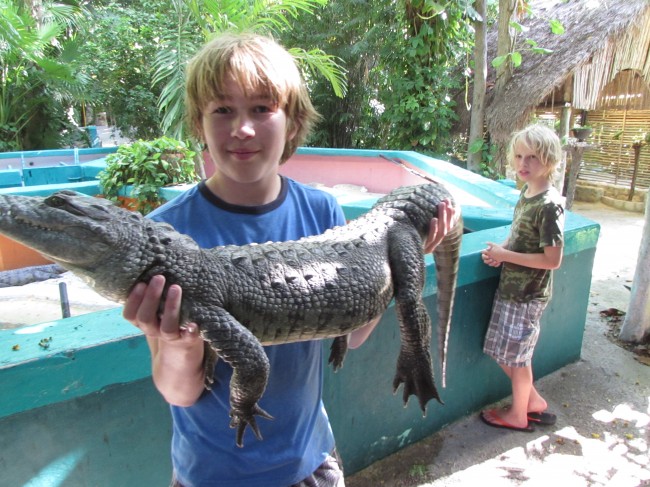 Small crocodiles can be handled by children at the Crococun Zoo