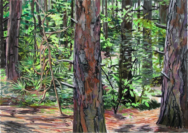 Pine Forest, Oil Pastel, 19.5 x 27.5 © Hallie Watson