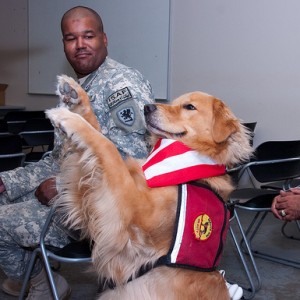 Therapy/Service Dog