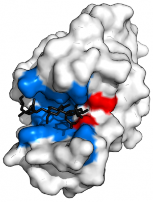 Enzyme Structure