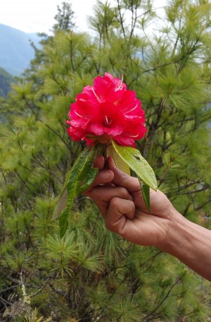 "Rhododendron" from the Himalayan Mountains in Nepal