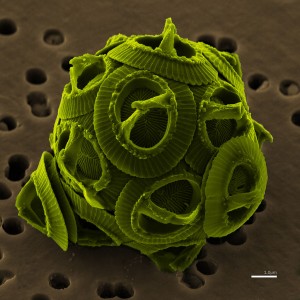 False-color Scanning electron micrograph of the unicellular coccolithophore Gephyrocapsa oceanica