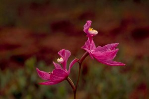 Wild Pink Orchid