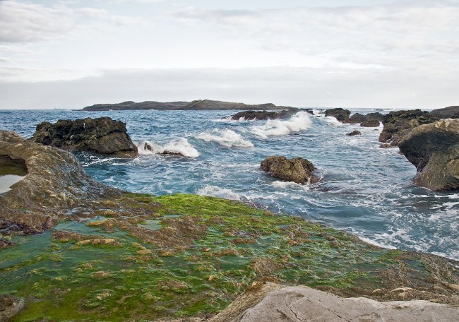 Algae on coastal rocks at Shihtiping in Taiwan