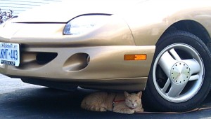 Car-centrism includes our four-legged friends