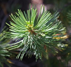 Pine Needle - Pinus