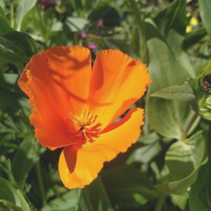 The California Poppy