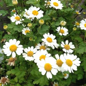 The cheery flowers of feverfew