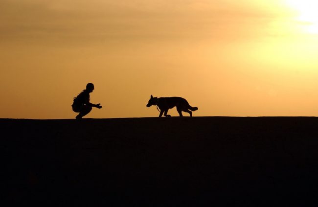 Dog and owner