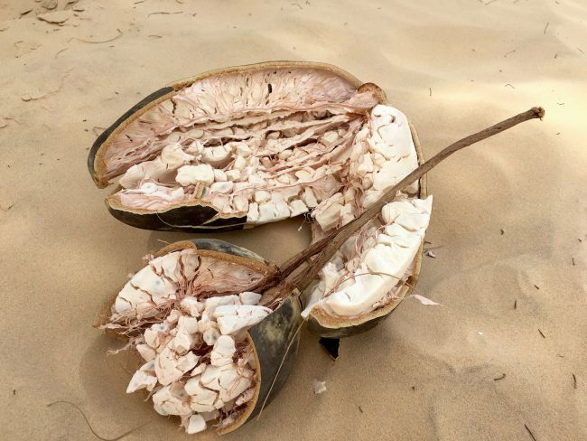 Grainy white pulp and seeds 