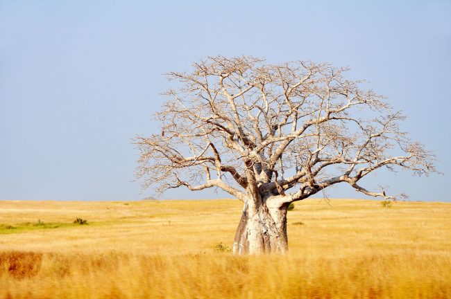 Big Boabab tree in a field
