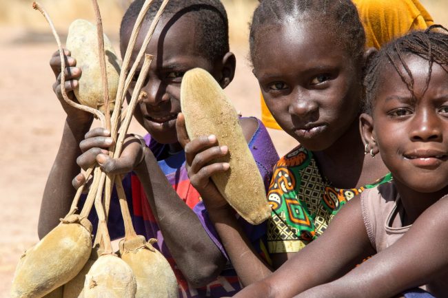 Children holding Baobab Fruit