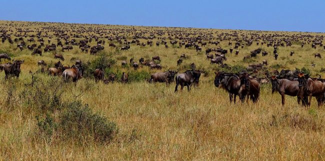 Numerous wildebeest photographed after having crossed the river Mara from Serengeti to the Mara.