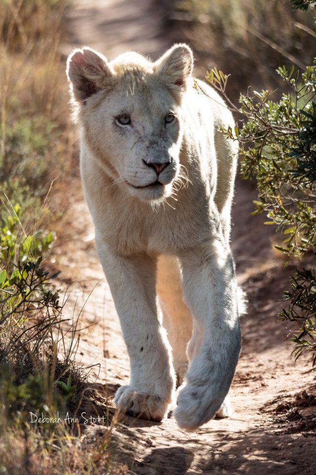 White lion cub walking (C) Deborah Ann Stott 2016